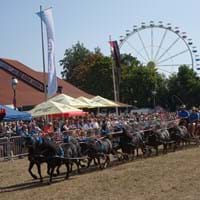 10 Ponys vorgespannt.jpg