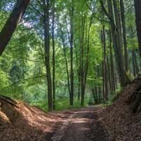 Wald-Wanderweg um Neumarkt_cd-624-254-hfabian.jpg