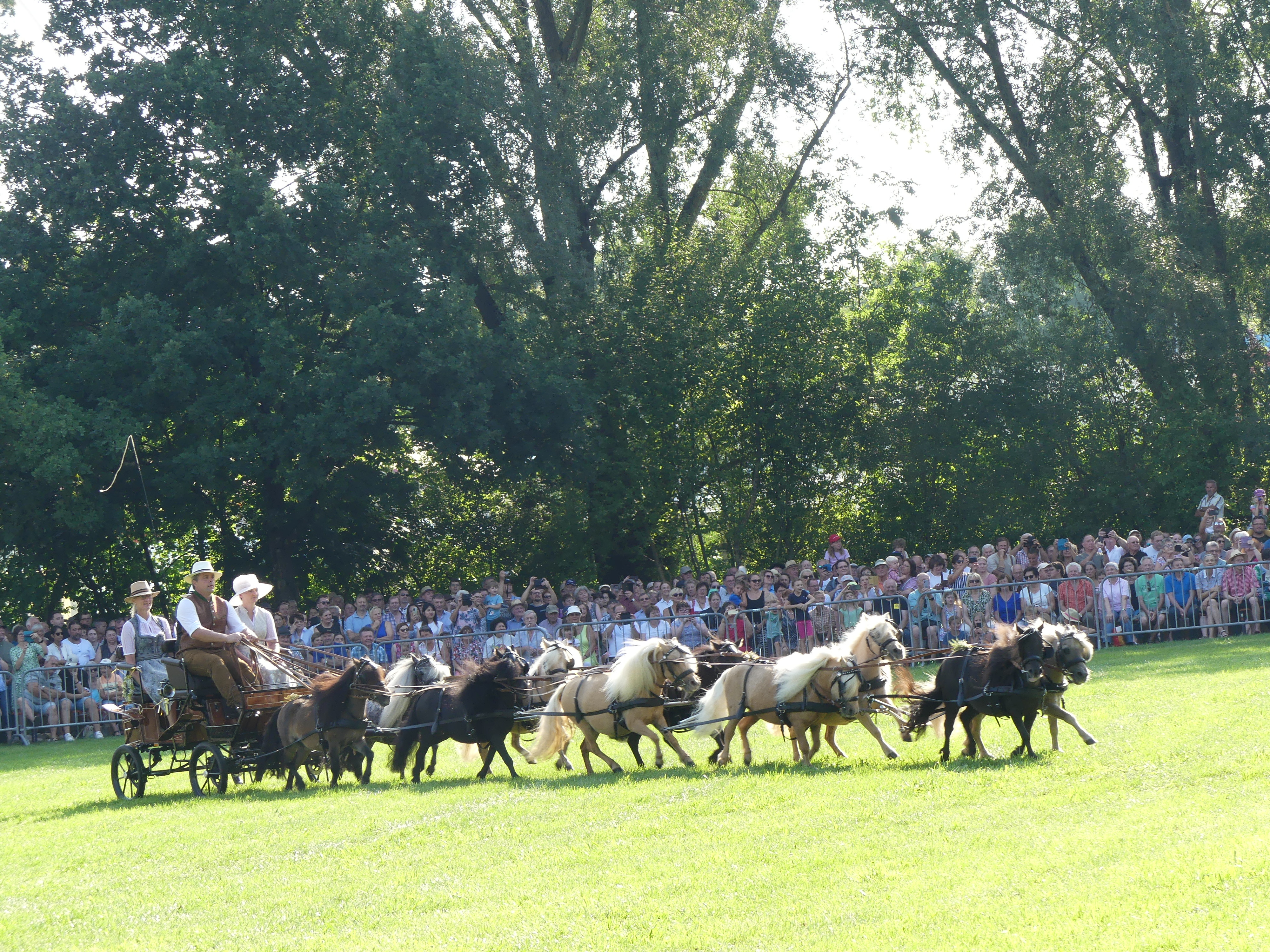 Pferde- und Fohlenschau beim Neumarkter JURA-Volksfest bietet mit rund 150 Tieren wieder viele Attraktionen